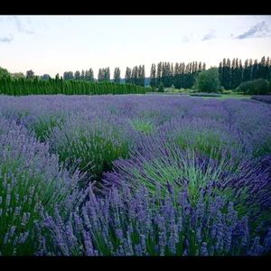 Meet your Posher, Zhao